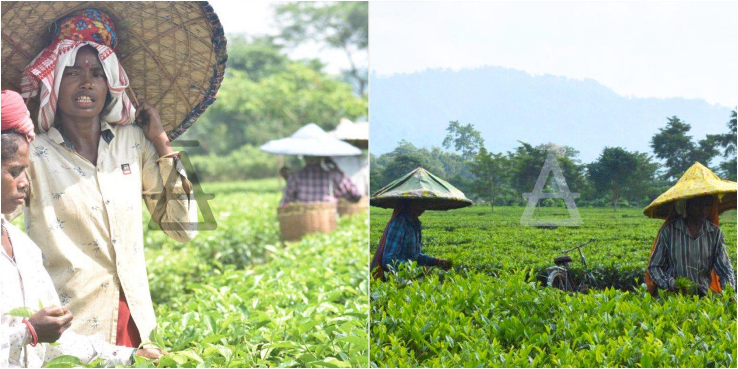 Tea Farm